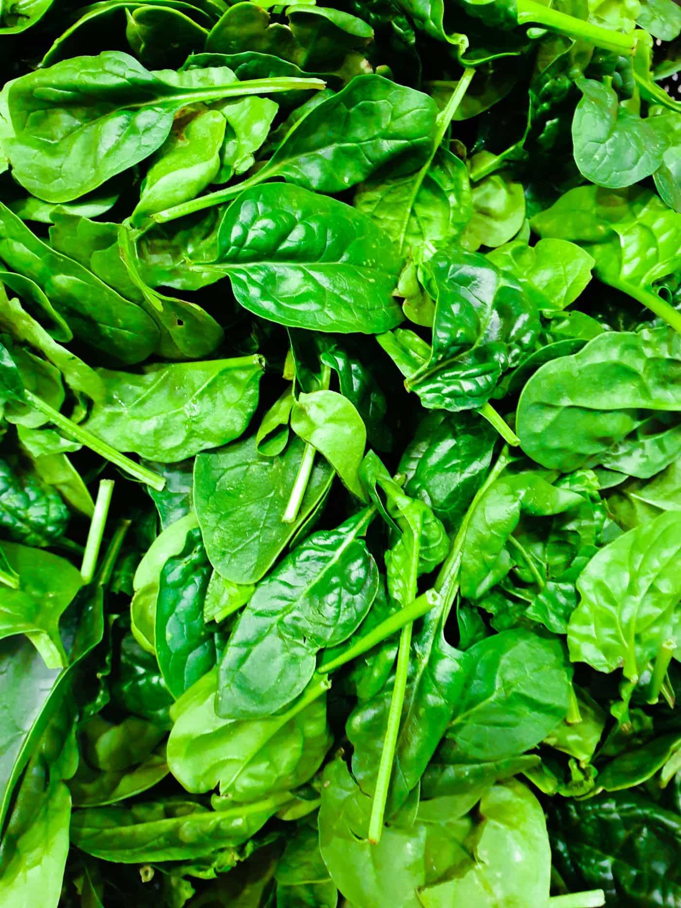 Kangkung Hidroponik