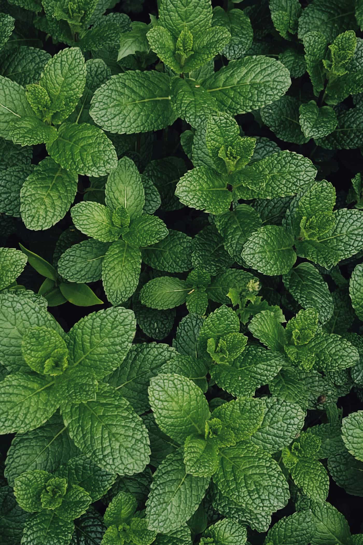 Mint Segar