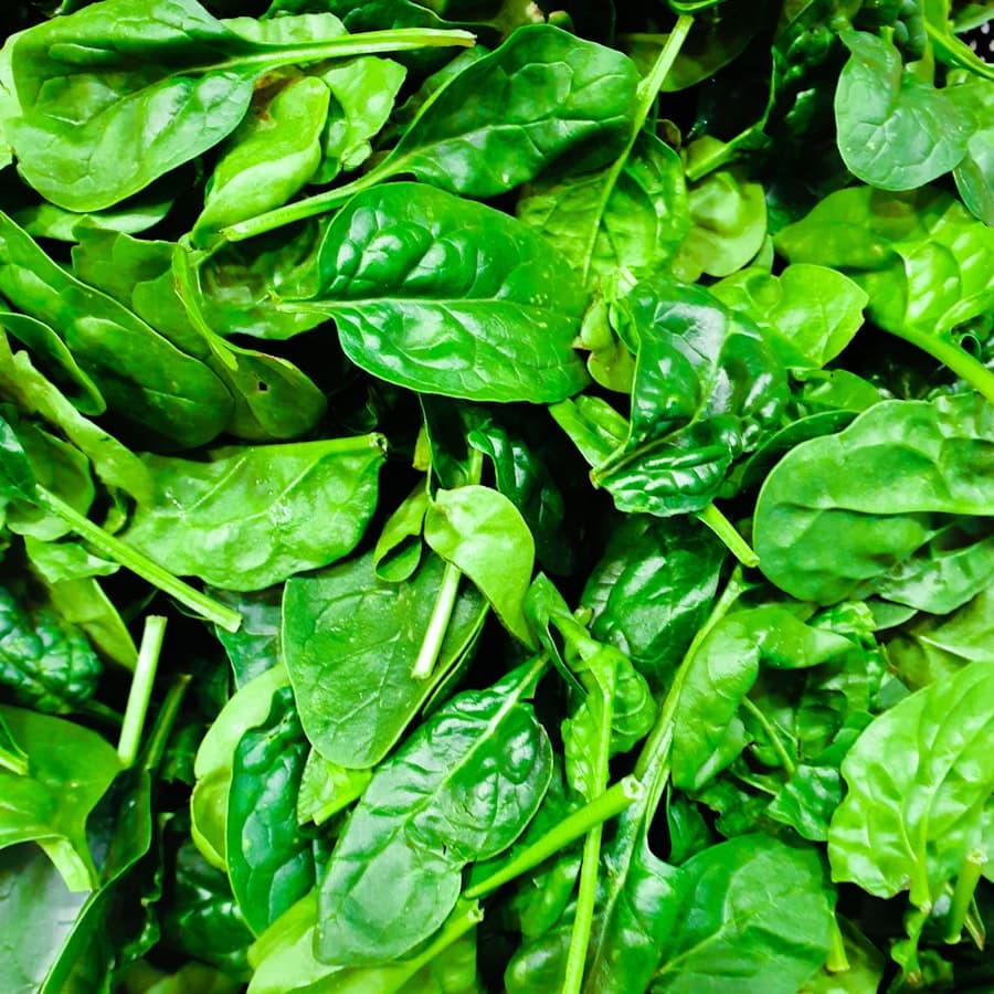 Kangkung Hidroponik, foto 3 dari 3